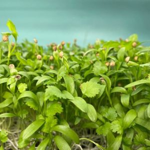 Cilantro-microgreen