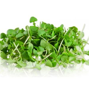 Albahaca-Microgreen