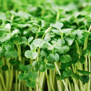 Brocoli-Microgreen