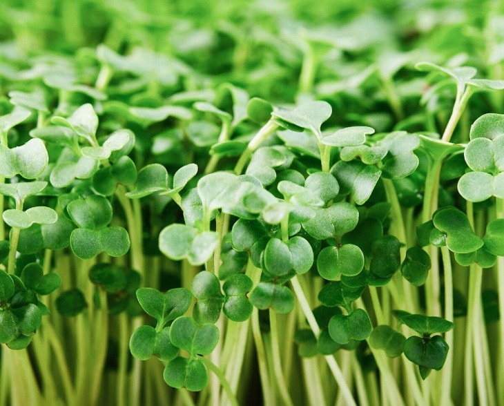Brocoli-Microgreen
