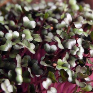 Col Roja-Microgreen