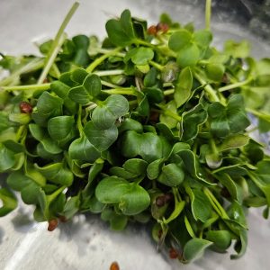 Daikon Verdi-Microgreen-vivo