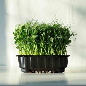 Guisante-Microgreen