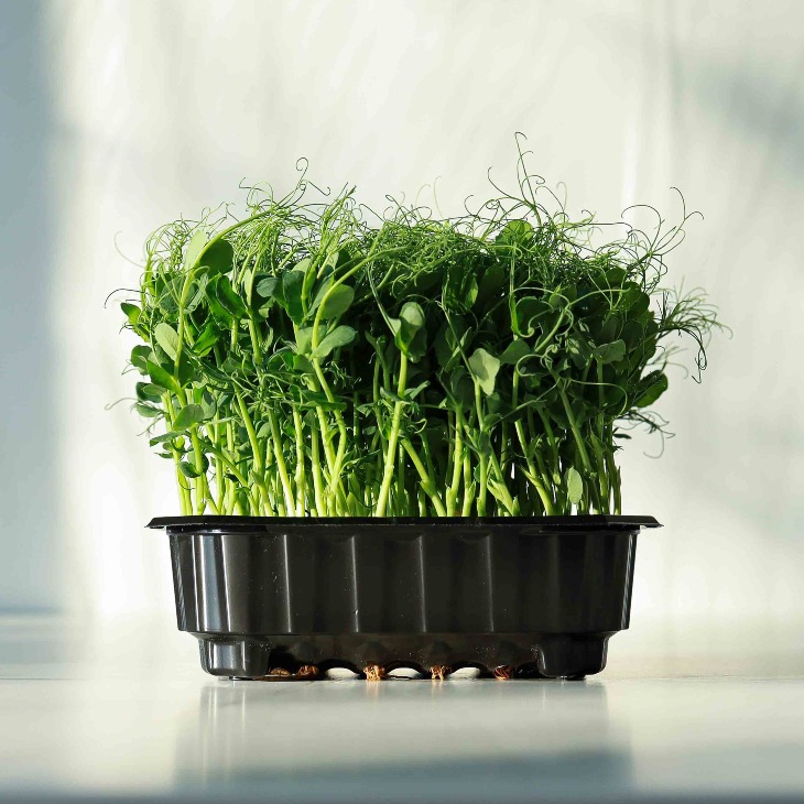 Guisante-Microgreen