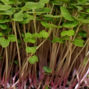 Kale-Microgreen