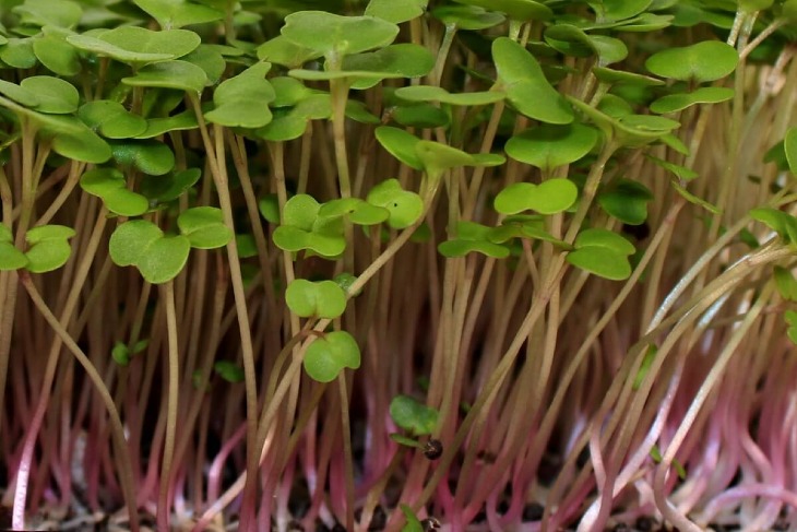 Kale-Microgreen