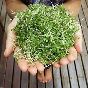 Mostaza-Microgreen