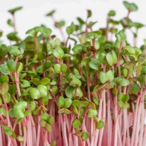 Daikon Vermelho-Microgreen