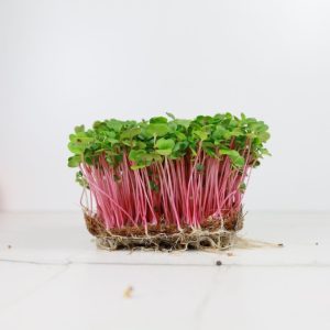 Daikon Rosé-Microgreen