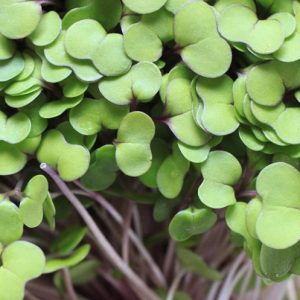 Rúcula-Microgreen