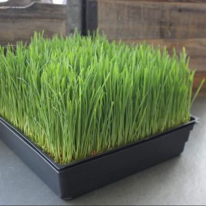 Trigo-Microgreen