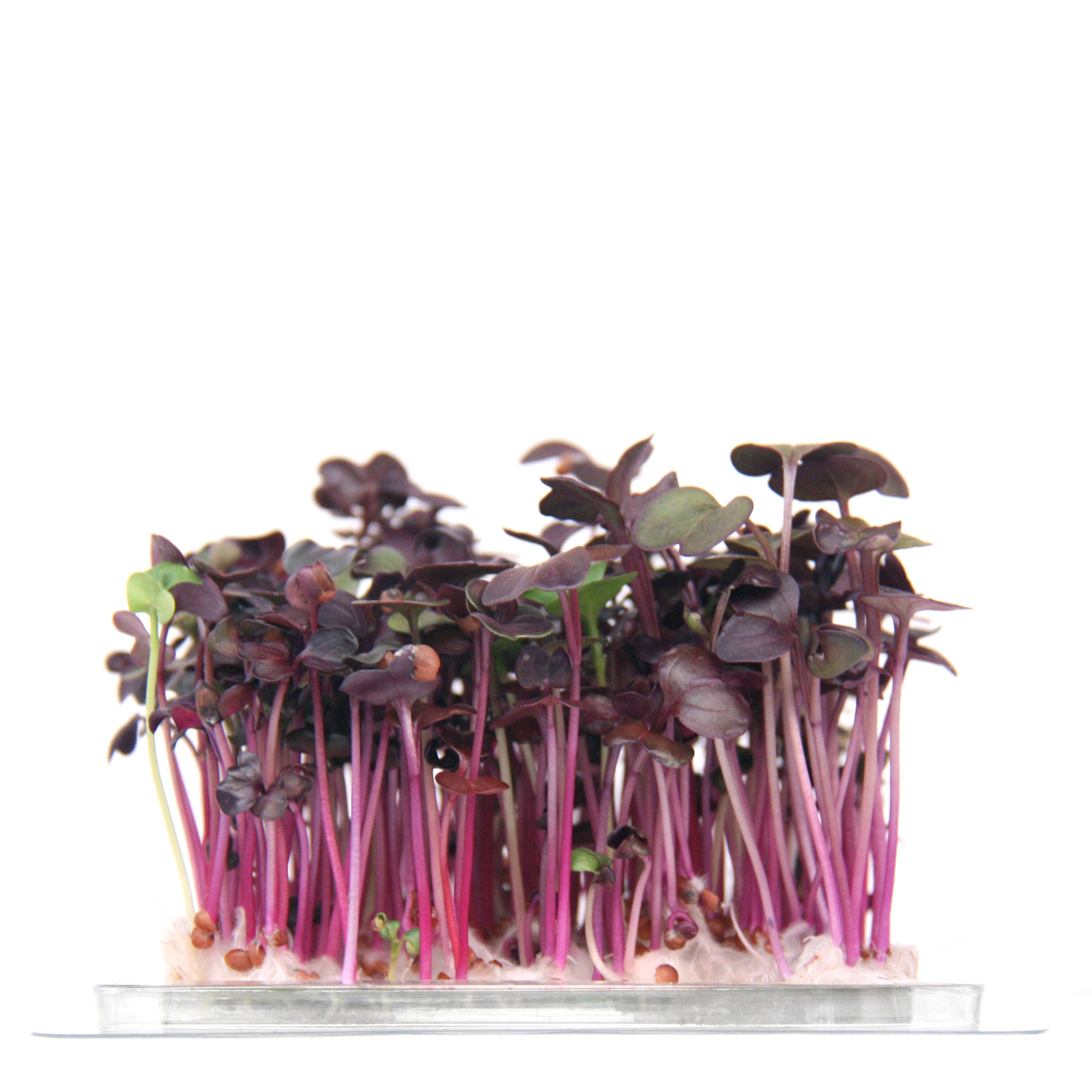 Daikon Vermelho-Microgreen - Imagen 2