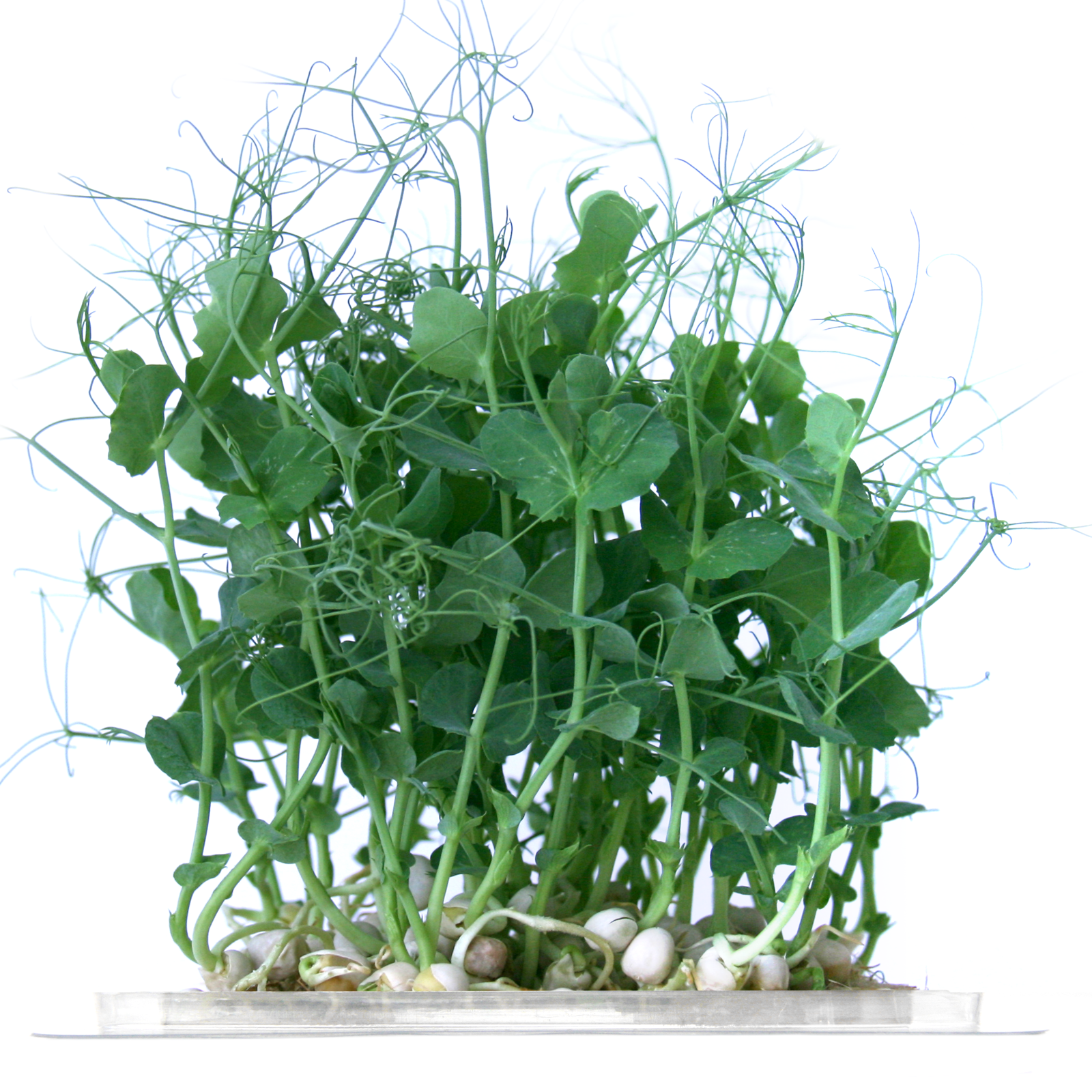 Guisante-Microgreen - Imagen 2