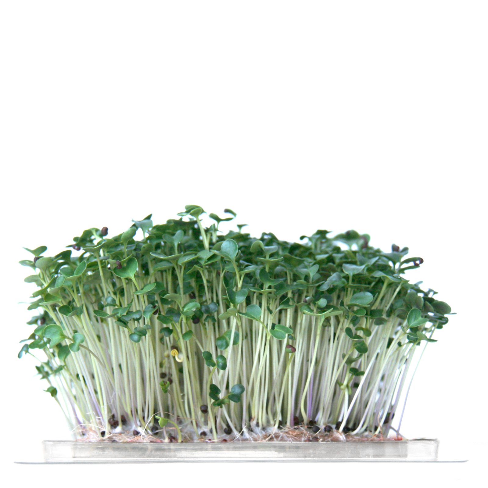 Kale-Microgreen - Imagen 2